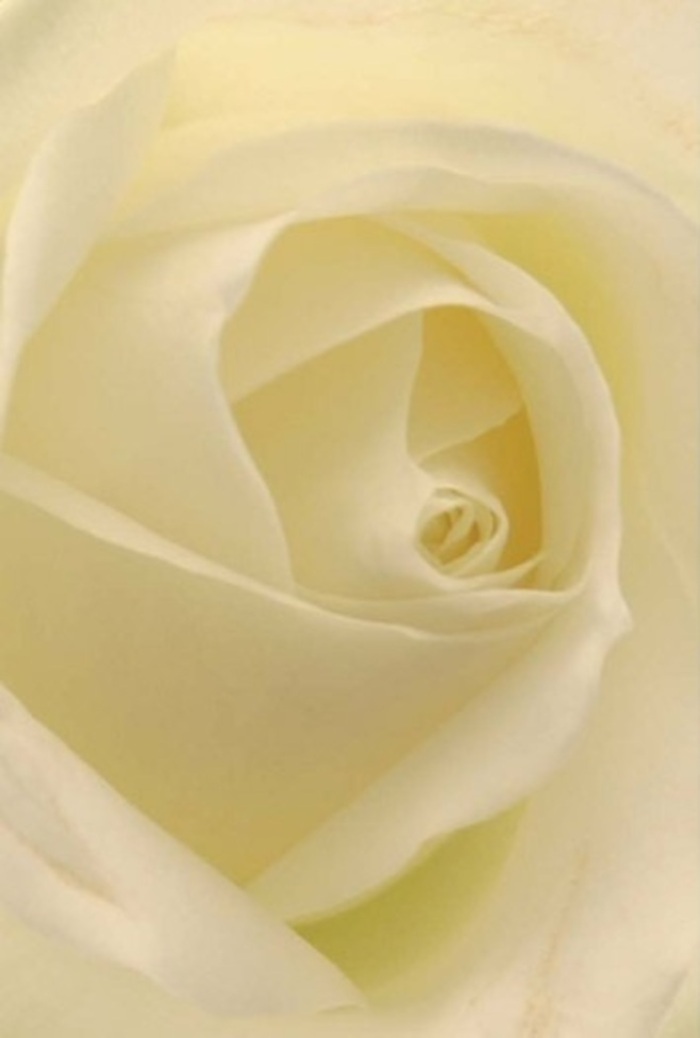 Captured in the soft natural light filtering through a Palmers Green morning, this freshly prepared white rose unfurls its petals in a seamless blend of tranquility and sophistication. The layers are delicate yet robust; shades of white and gentle cream fold together, reflecting and diffusing the ambient light as if the bloom itself glows from within. Each petal's subtle curvature creates a rhythmic spiraling to the core, reminiscent of Palmers Green's inviting crescents and leafy nooks. For a florist, this bloom is an ideal gesture for sincere apologies, romantic declarations, or the understated elegance sought for weddings at local venues on Aldermans Hill. Its spiraled core embodies quiet resilience and purity-qualities celebrated in our community. The artistry is unmistakable, with each petal arranged with practiced, loving hands that value both precision and emotional resonance. The rose's barely-there fragrance lingers in the air, evoking peace and renewal. Crafted by those who've served Palmers Green for years, this arrangement is more than floral design; it's a heartfelt medium for every cherished sentiment-from sending condolences near Broomfield Park to expressing admiration on Green Lanes.